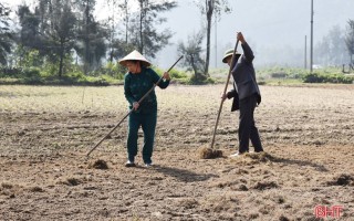 Lộc Hà hướng tới mục tiêu hơn 20 nghìn tấn lương thực, lạc vụ xuân