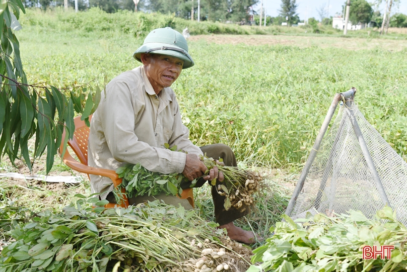 Ông Định ở thôn Hòa Bình (xã Thịnh Lộc) phấn khởi thu hoạch lạc xuân vì vụ này được mùa, được giá.