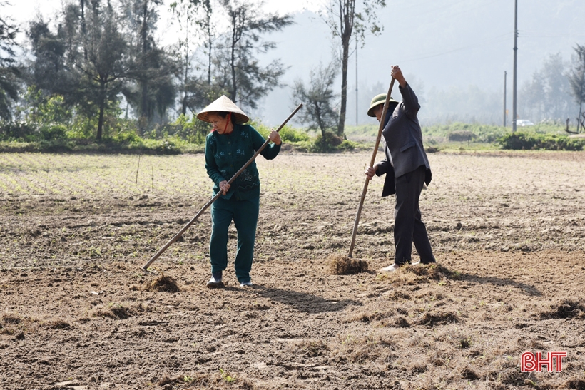 Vợ chồng Nguyễn Thịnh (xã Thịnh Lộc) trang thủ nắng ráo dọn cỏ khô trên mặt ruộng để kịp xuống giống lạc xuân.